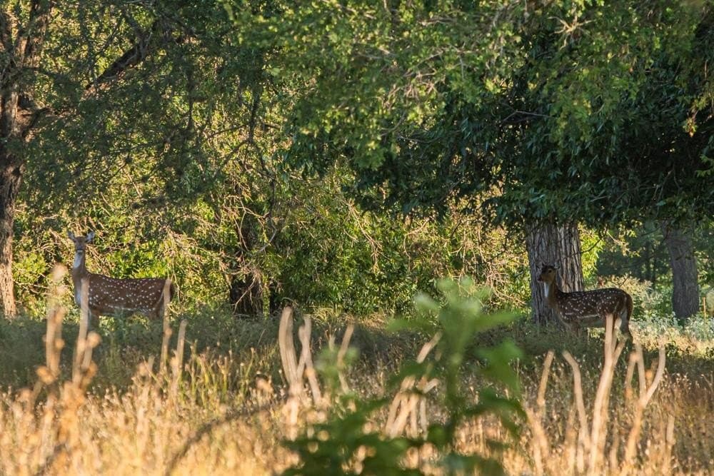 27.85 acres in Gillespie County - photo 6