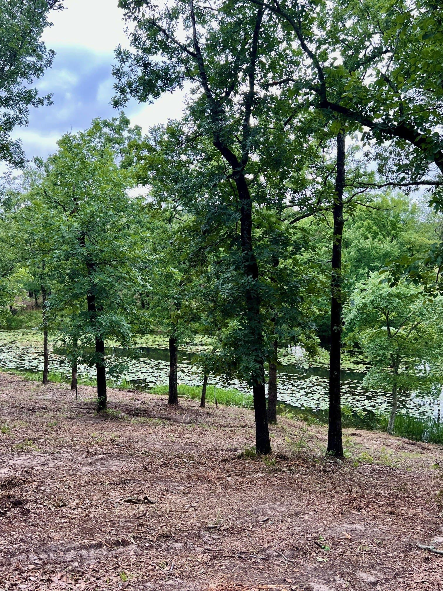 2.18 acres in Henderson County - photo 4