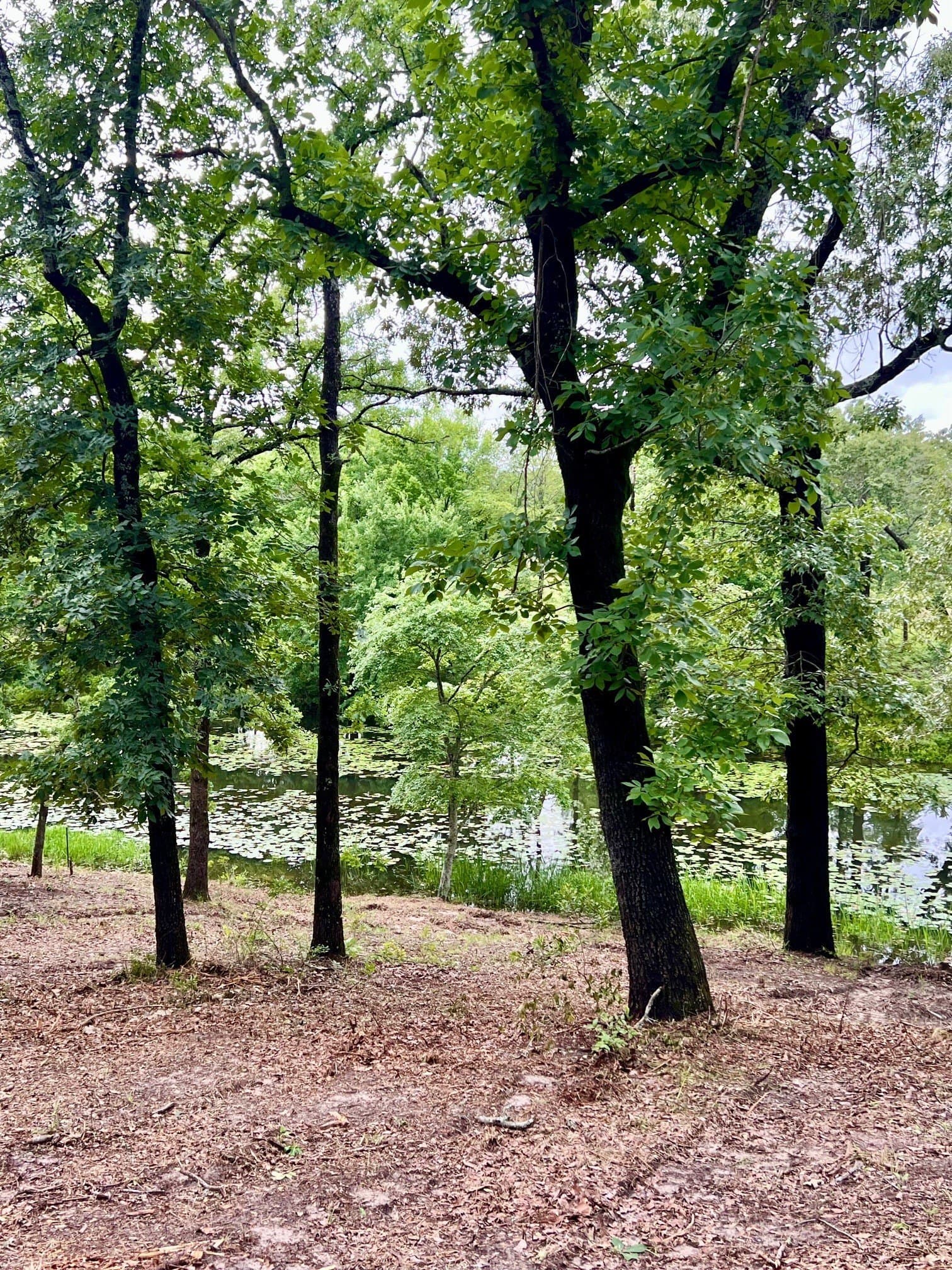 2.18 acres in Henderson County - photo 3