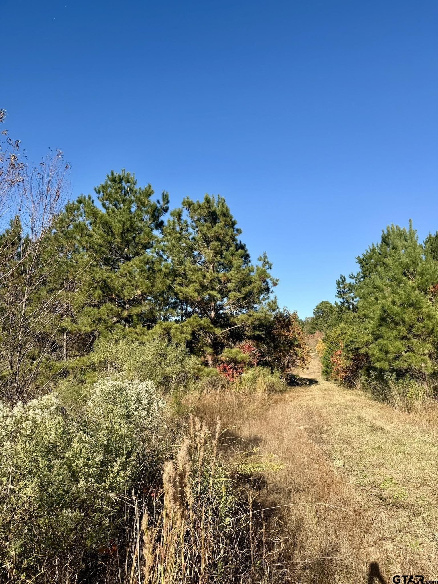11.34 acres in Panola County - photo 16