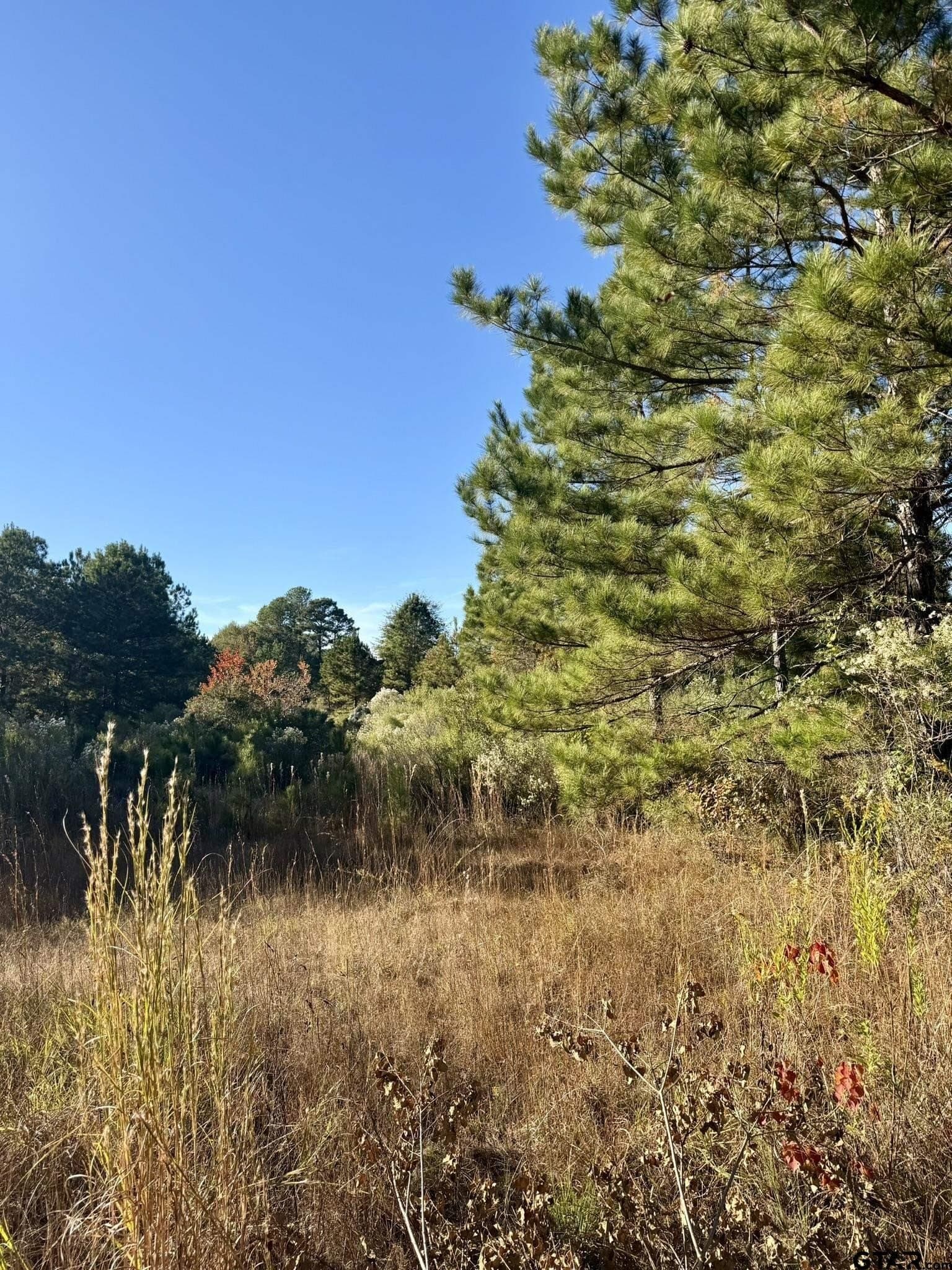 11.34 acres in Panola County - photo 15