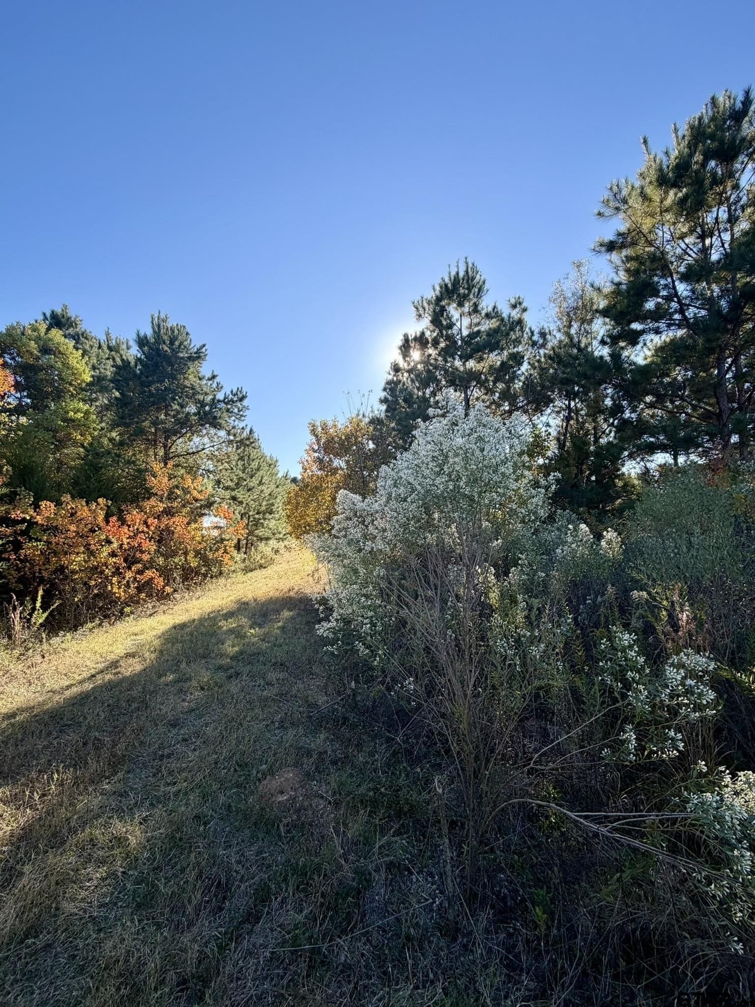 11.34 acres in Panola County - photo 14