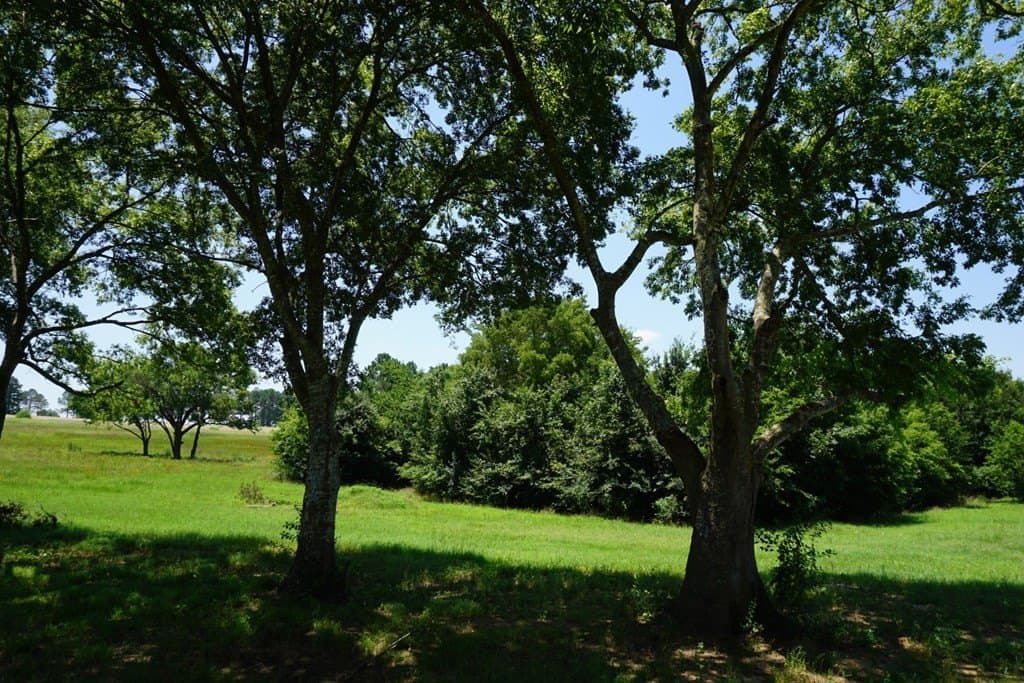 2.5 acres in HENDERSON County gallery image 3