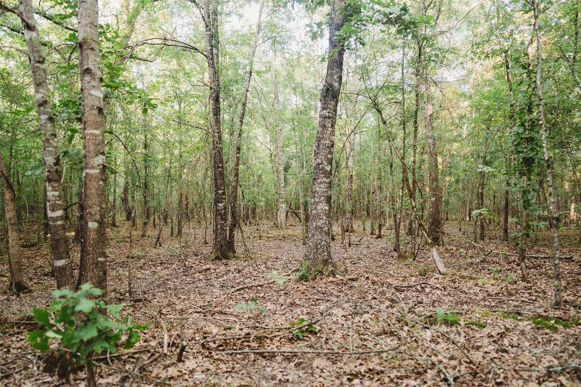 40 acres in Red River (TX) County - photo 7