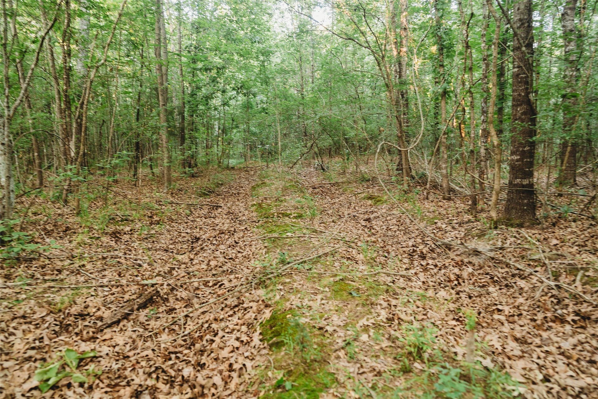 40 acres in Red River (TX) County - photo 20
