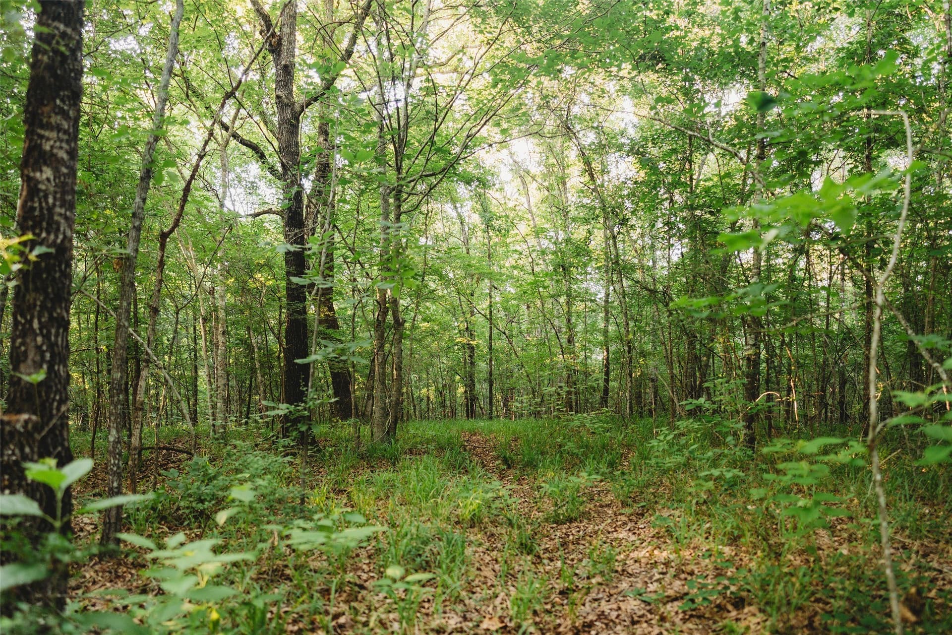 40 acres in Red River (TX) County gallery image 4