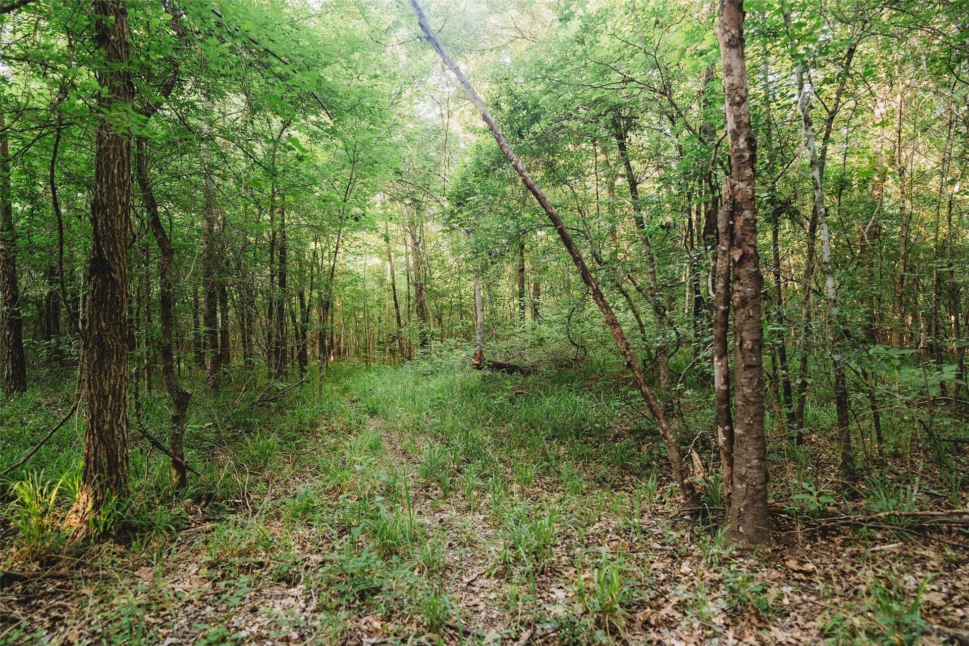 40 acres in Red River (TX) County - photo 6