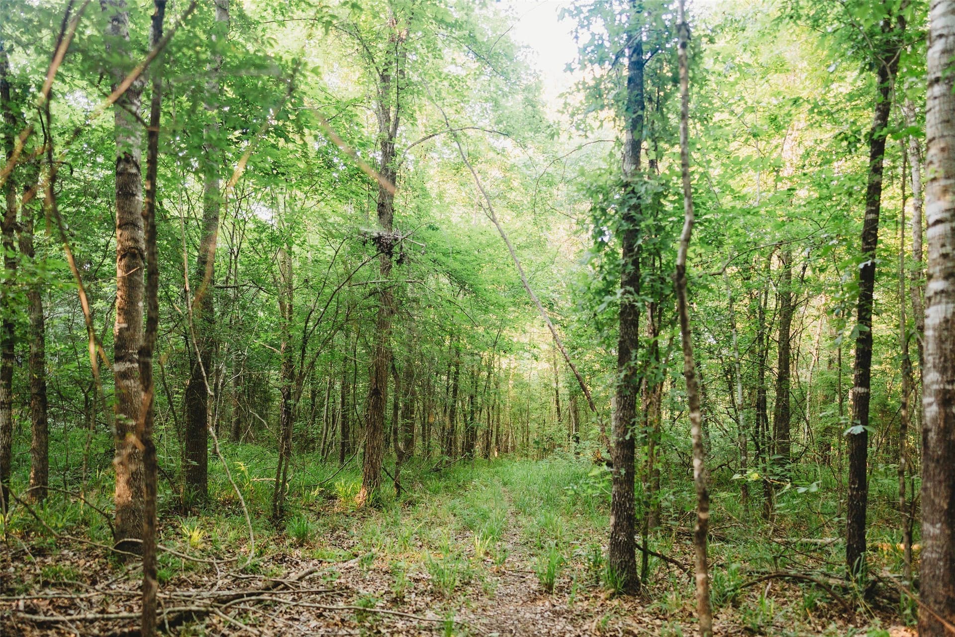 40 acres in Red River (TX) County featured view
