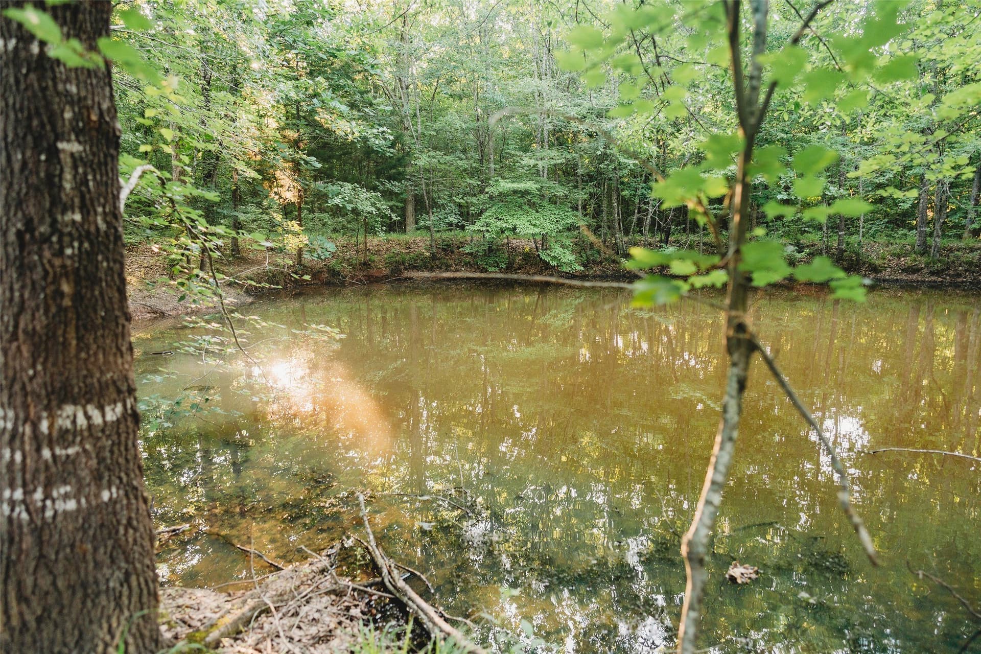 40 acres in Red River (TX) County - photo 13