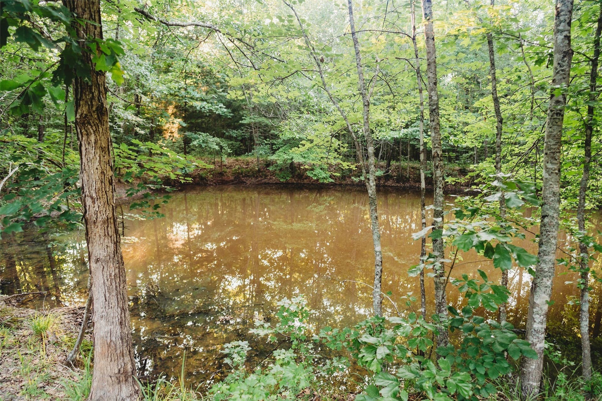40 acres in Red River (TX) County gallery image 2