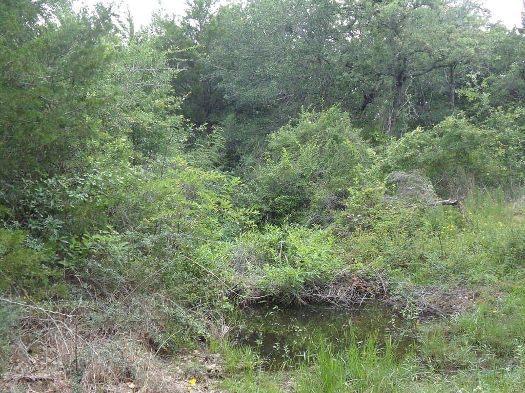 78 acres in Colorado County - photo 8
