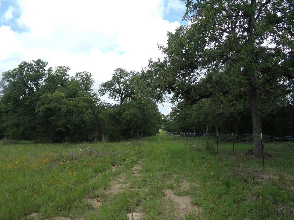 78 acres in Colorado County - photo 17