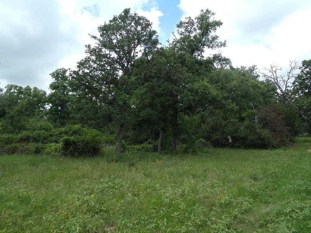78 acres in Colorado County - photo 14