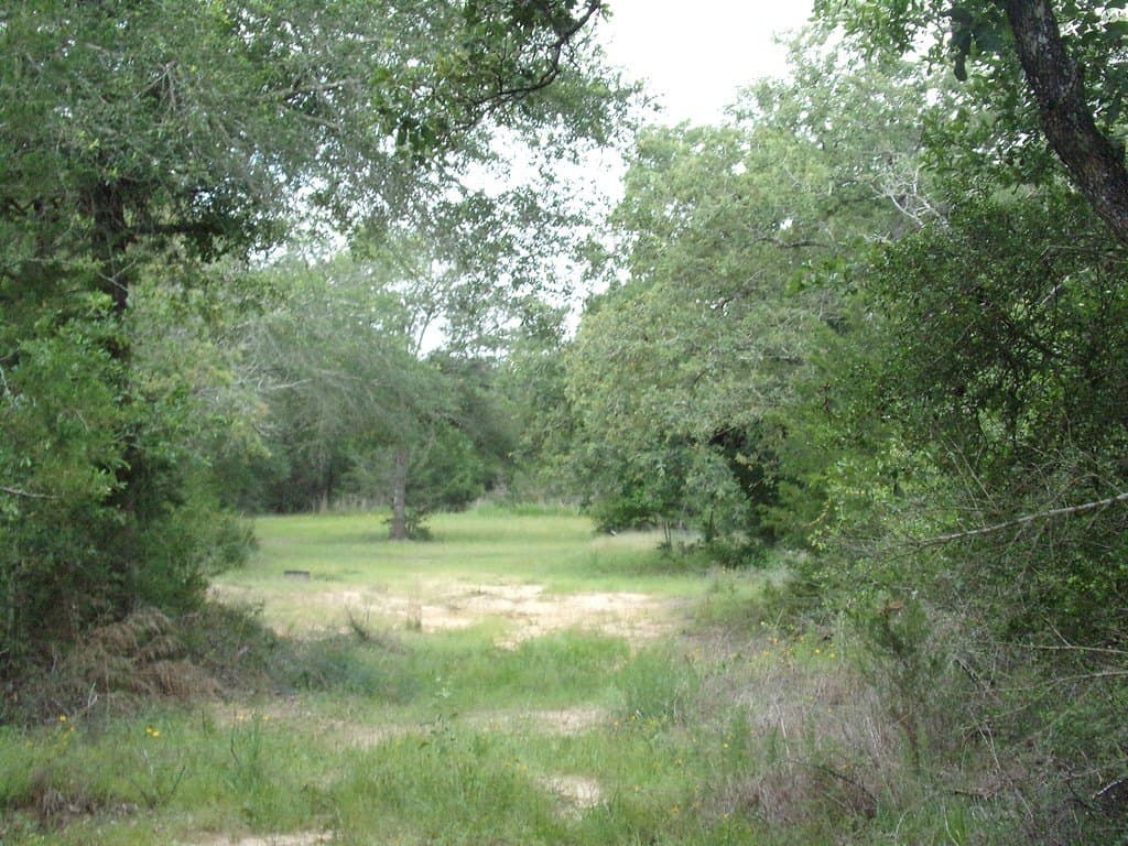 78 acres in Colorado County - photo 6