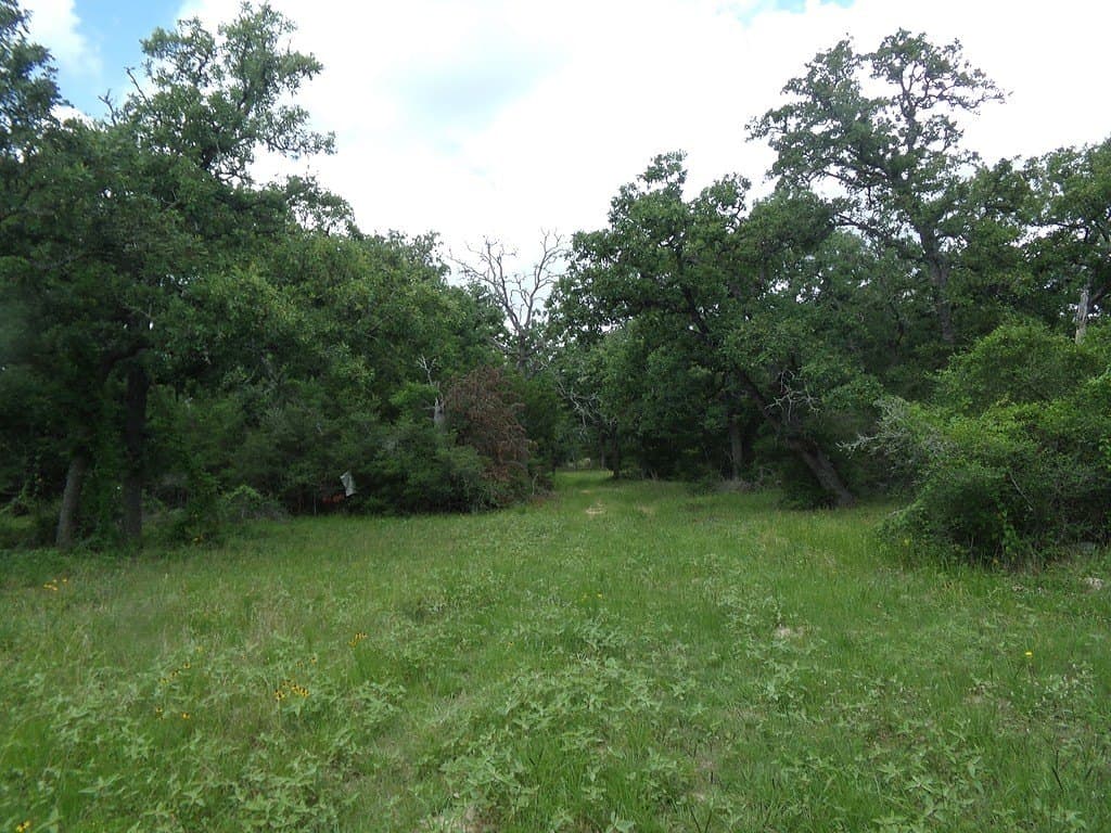 78 acres in Colorado County - photo 13