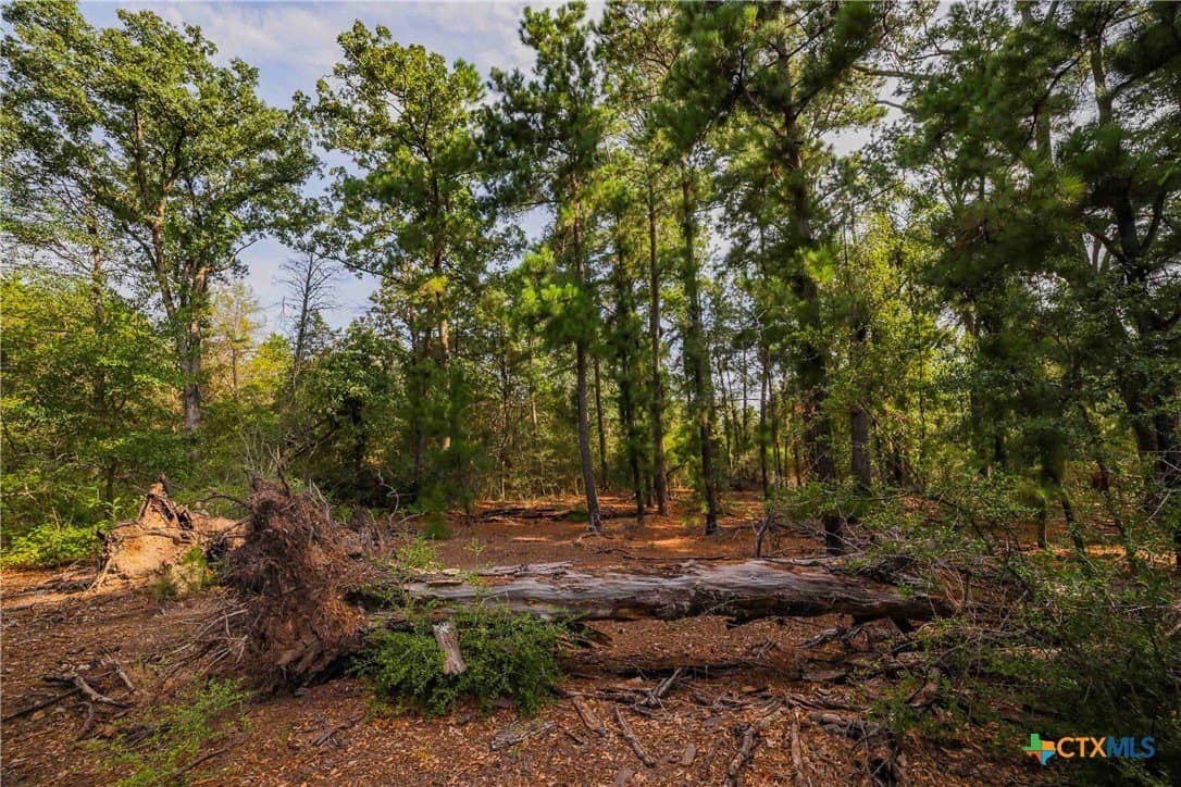 40 acres in Bastrop County - photo 27