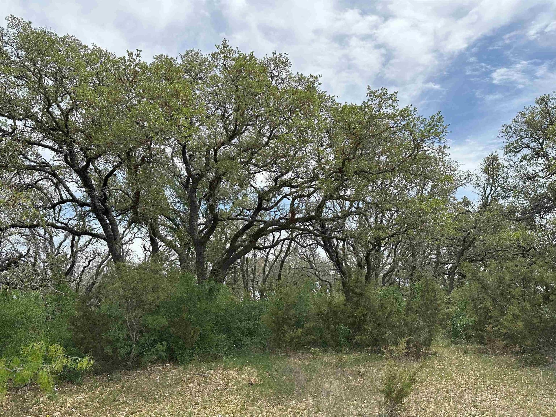 32 acres in Burnet County featured view