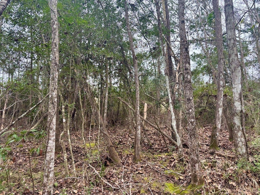 1.99 acres in Texas County gallery image 4