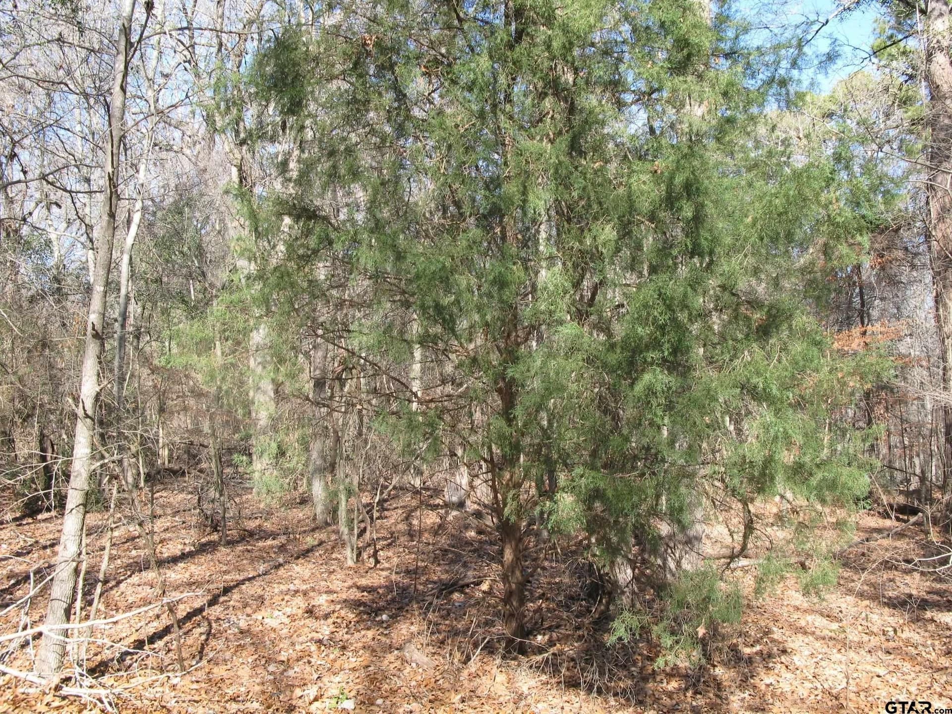 1.5 acres in Smith County - photo 8