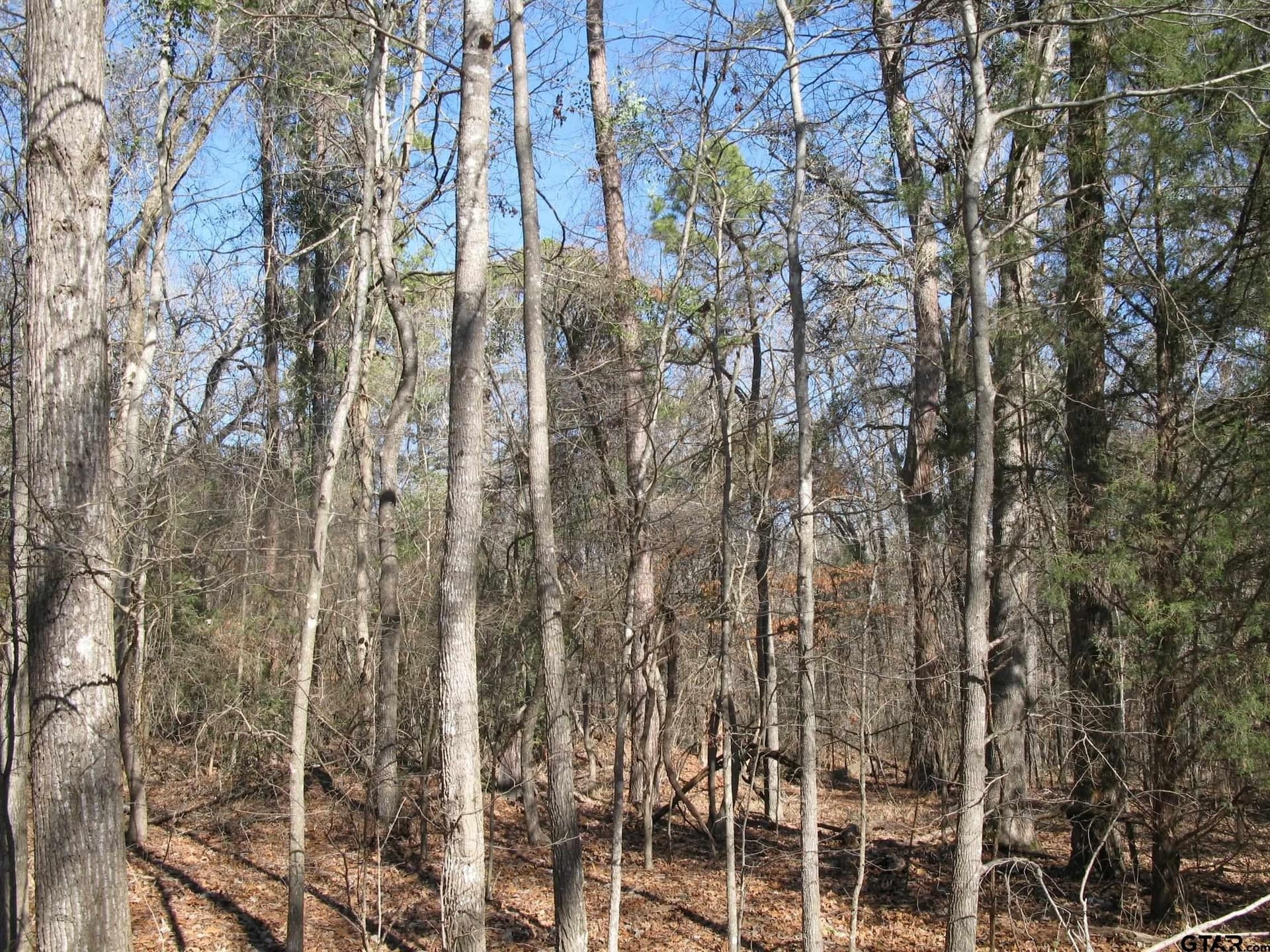 1.5 acres in Smith County - photo 6