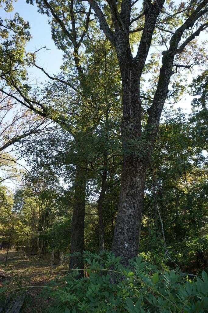 0.25 acres in HENDERSON County - photo 2