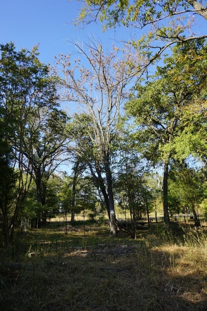 0.25 acres in HENDERSON County - photo 18