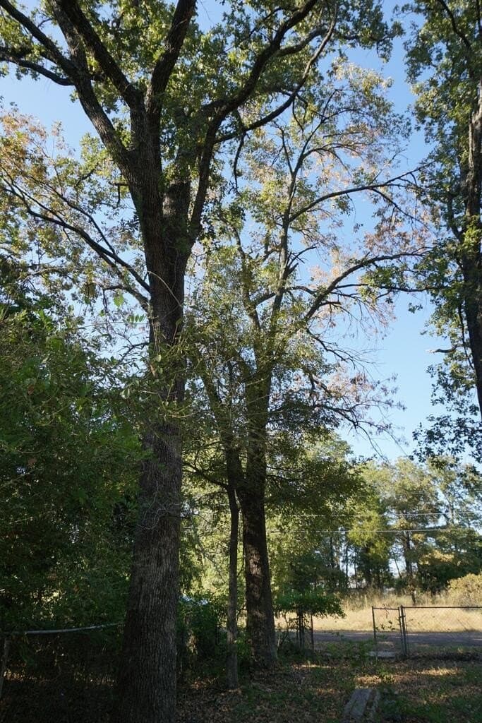 0.25 acres in HENDERSON County - photo 11