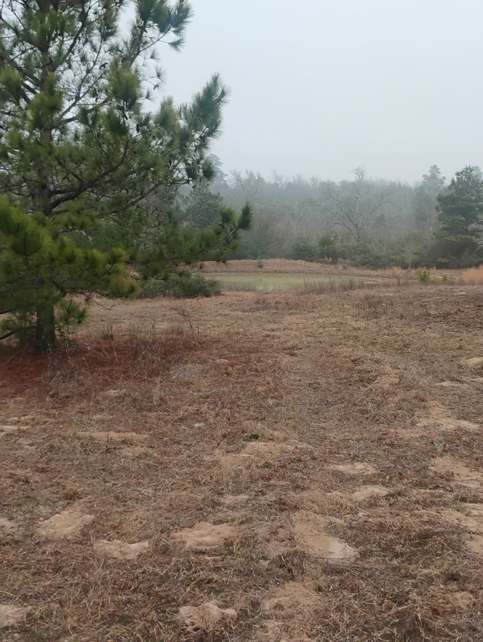 78 acres in Leon County gallery image 2