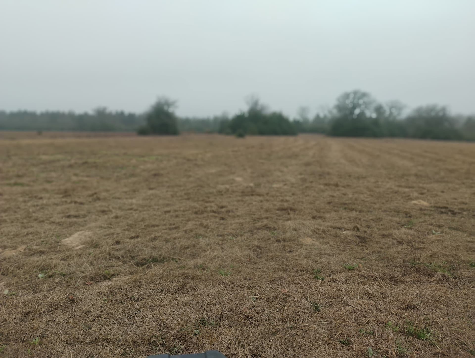 78 acres in Leon County gallery image 4
