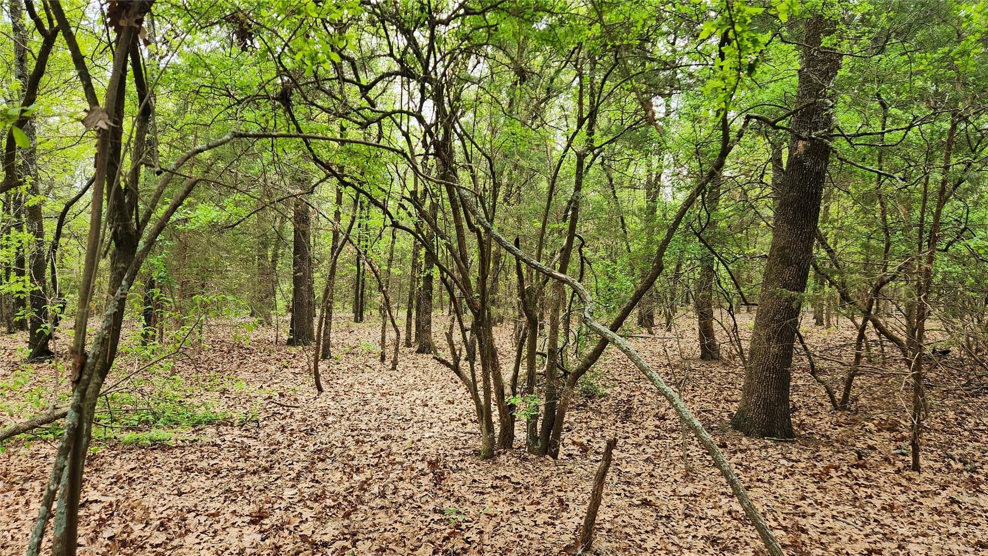 6.16 acres in Franklin (TX) County - photo 10