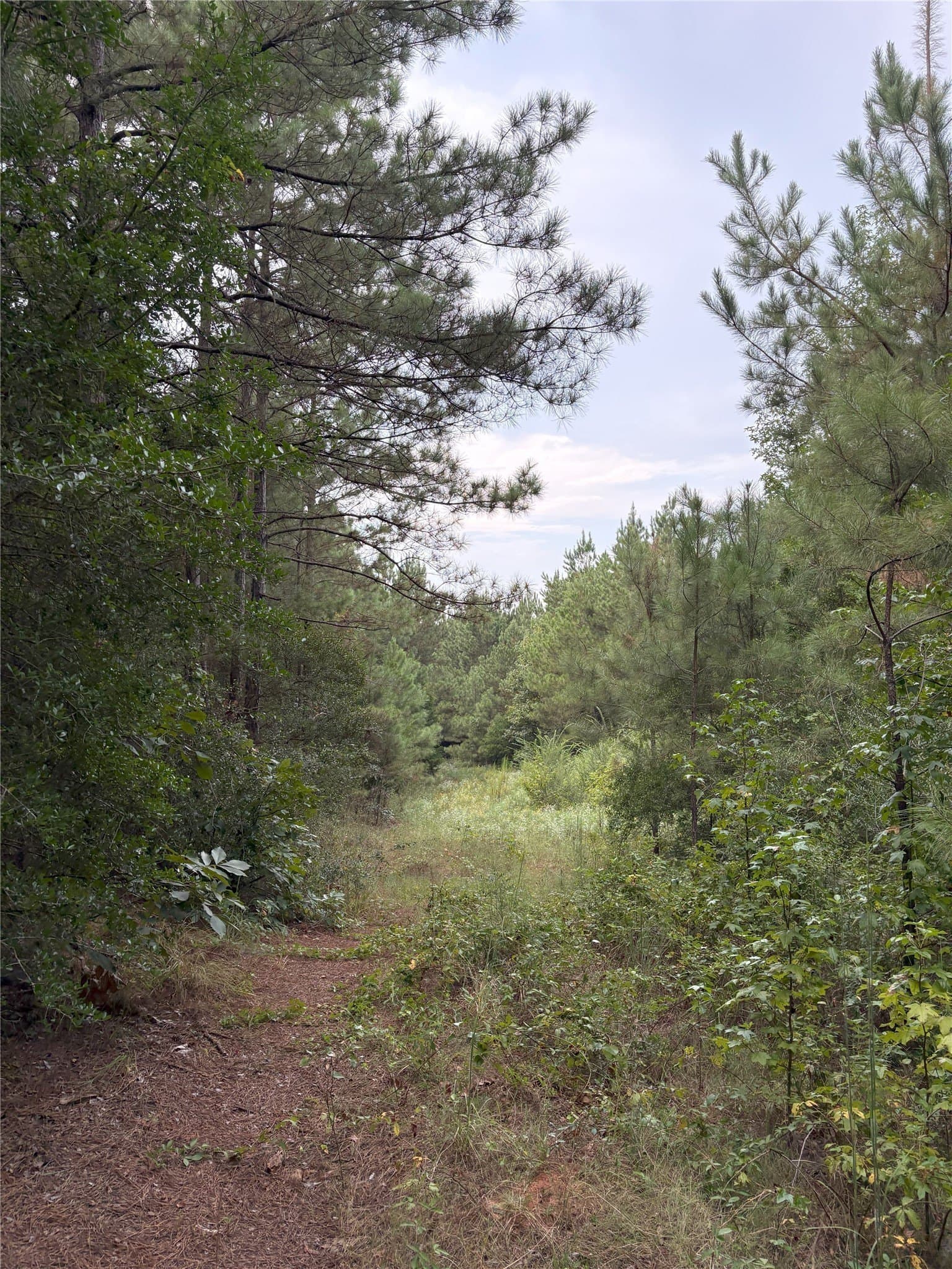 15.29 acres in Shelby County - photo 8