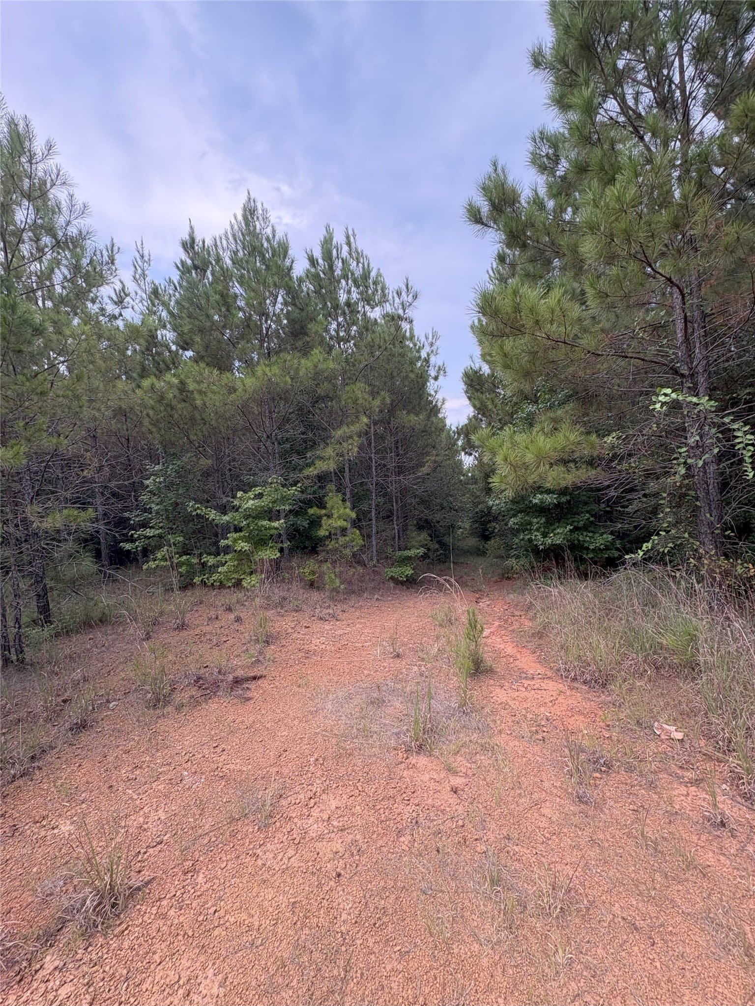 15.29 acres in Shelby County - photo 4