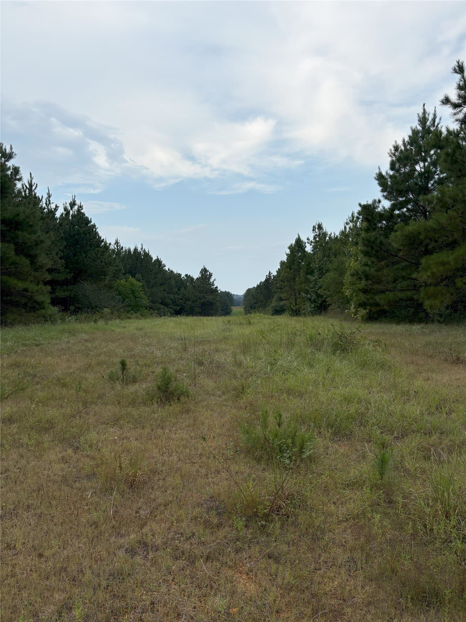 15.29 acres in Shelby County - photo 9