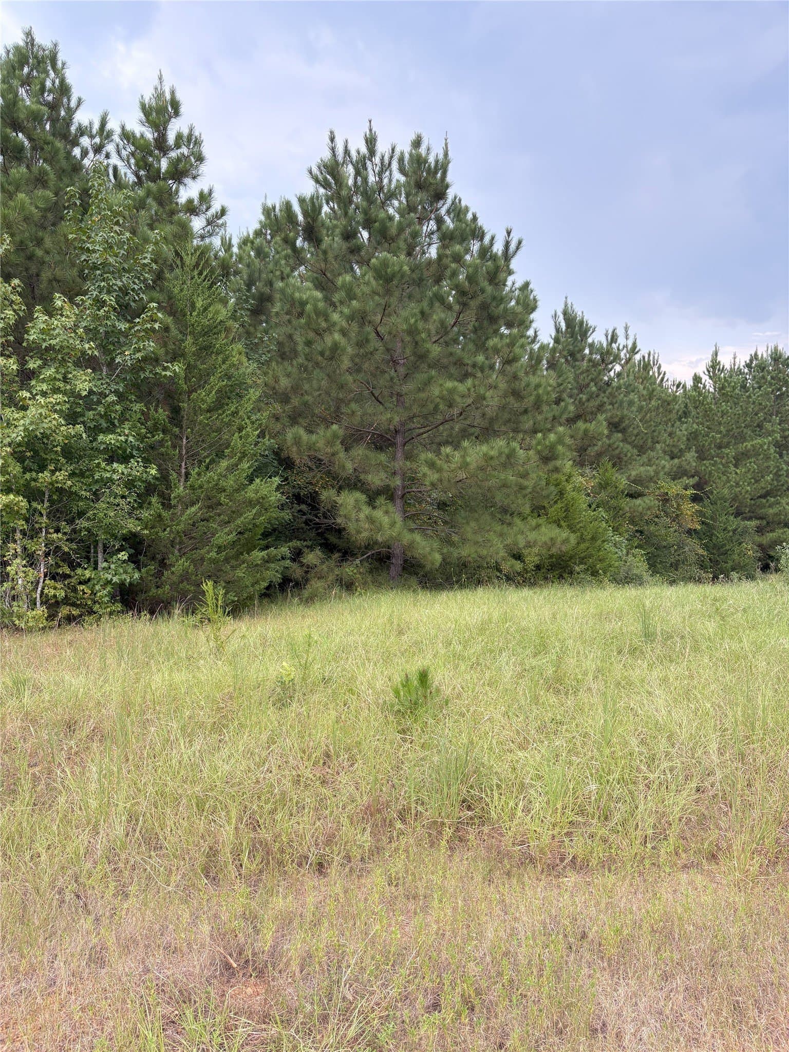 15.29 acres in Shelby County - photo 10