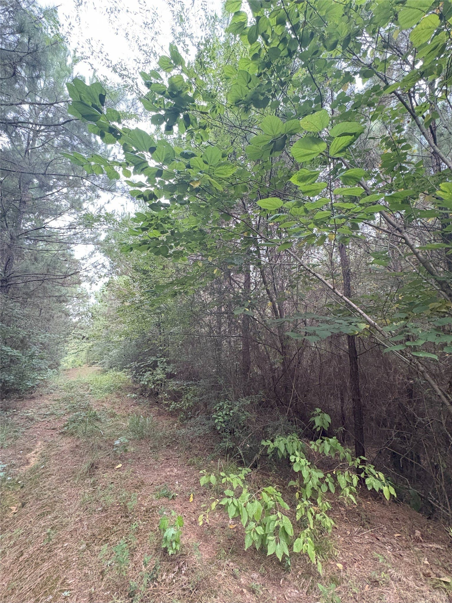 15.29 acres in Shelby County - photo 6