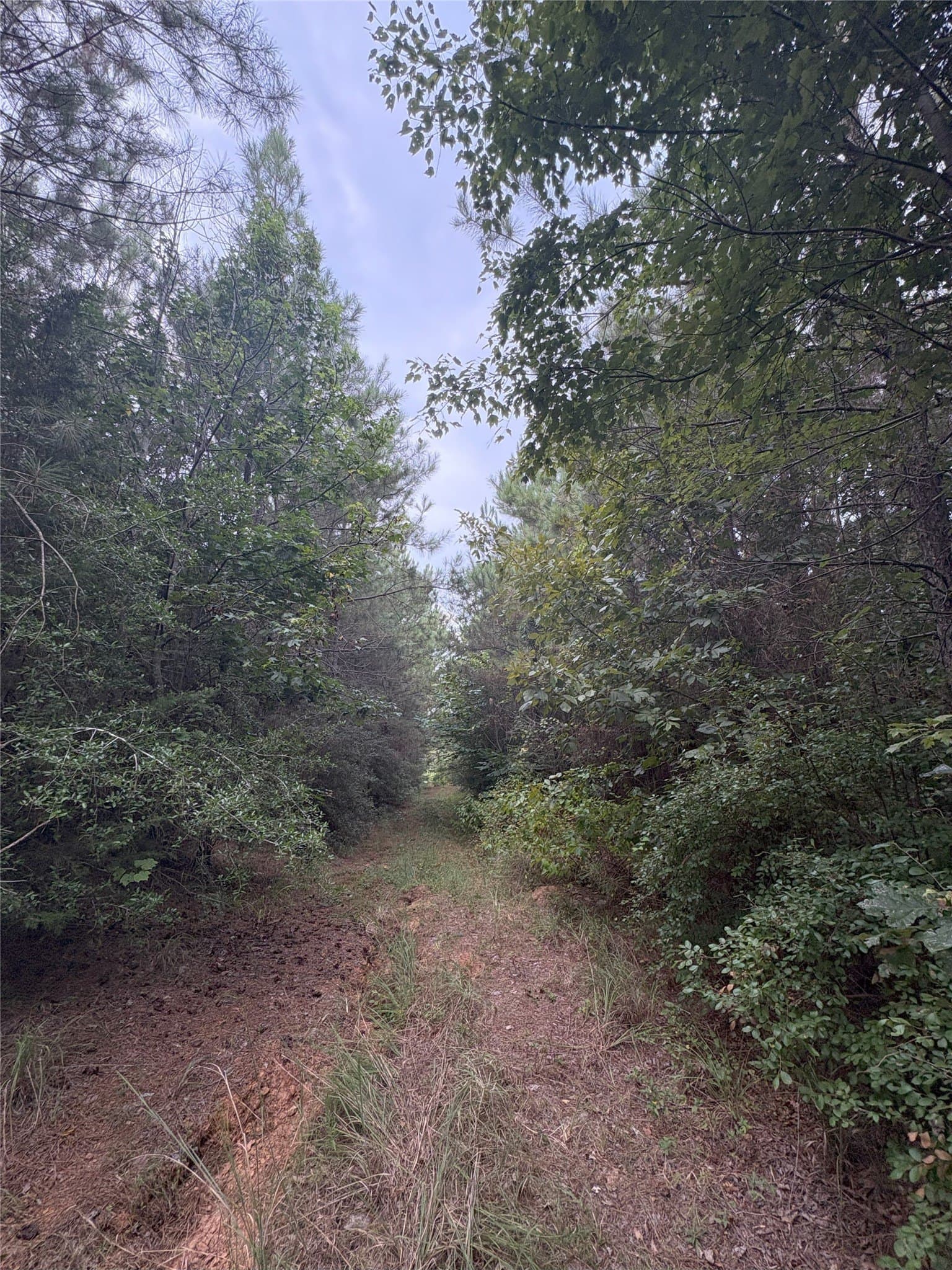 15.29 acres in Shelby County - photo 5