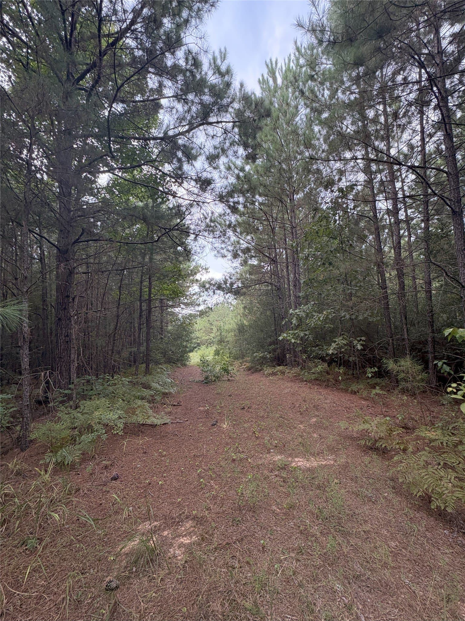 15.29 acres in Shelby County - photo 7