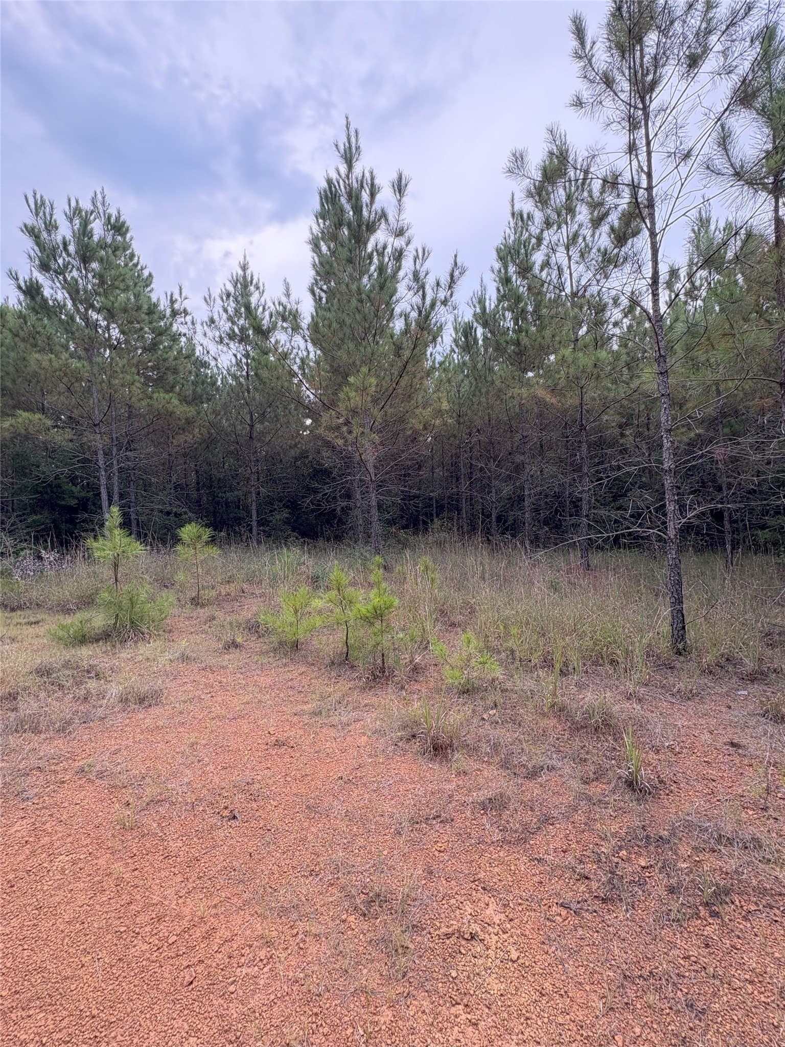 15.29 acres in Shelby County - photo 3