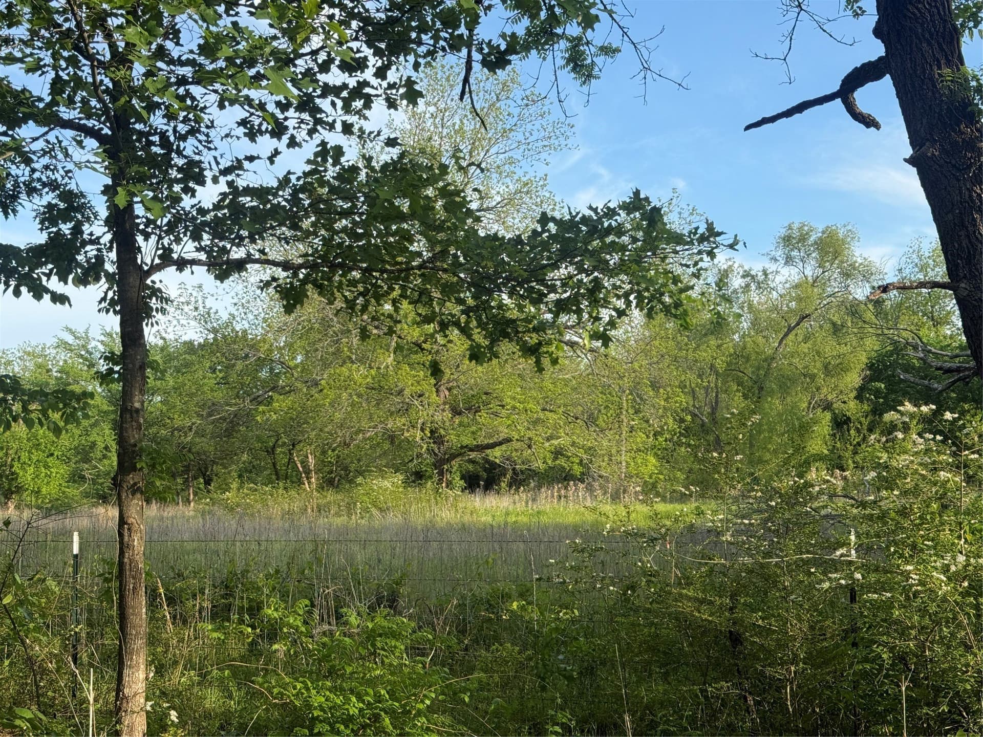 4 acres in Lamar County gallery image 4