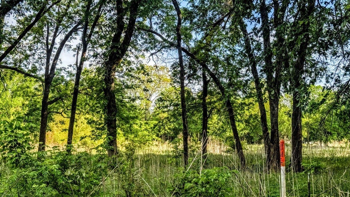 4 acres in Lamar County gallery image 3