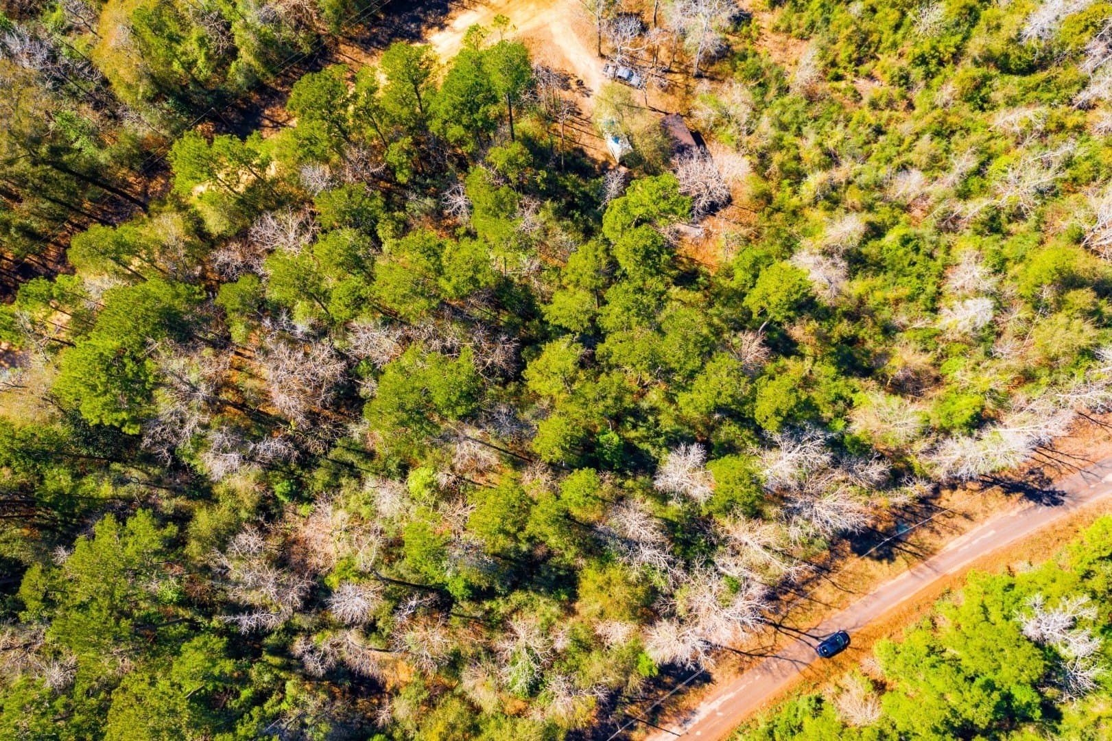 0.31 acres in Tyler County - photo 13