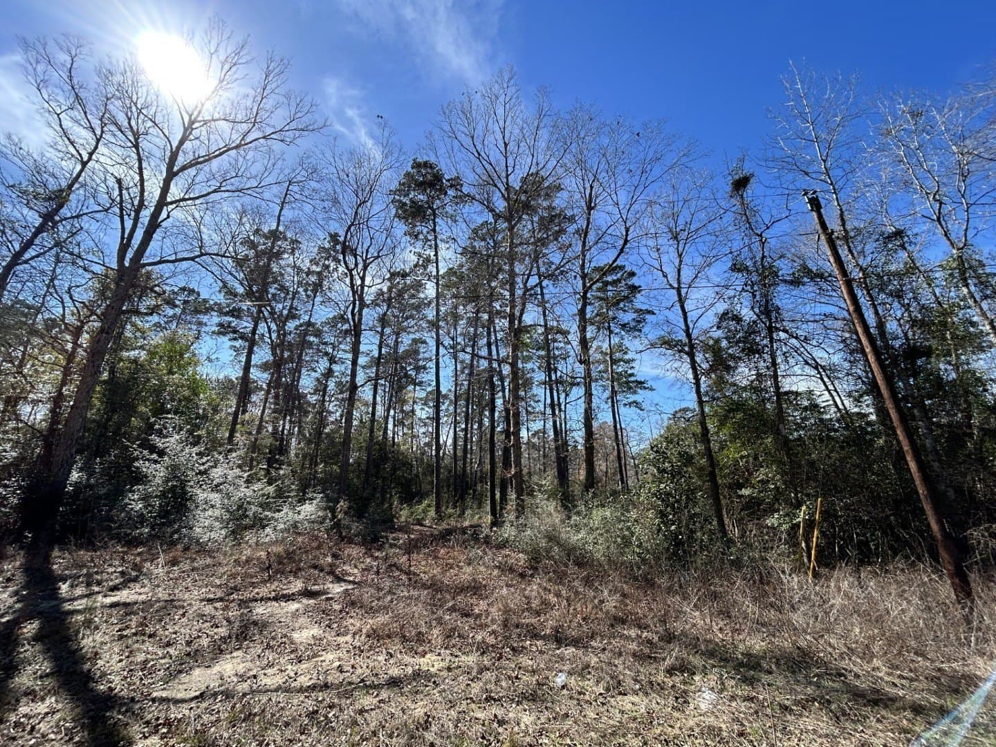 0.31 acres in Tyler County featured view