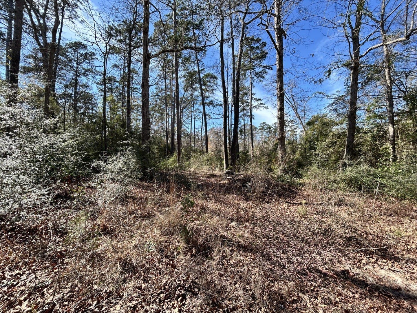0.31 acres in Tyler County gallery image 3