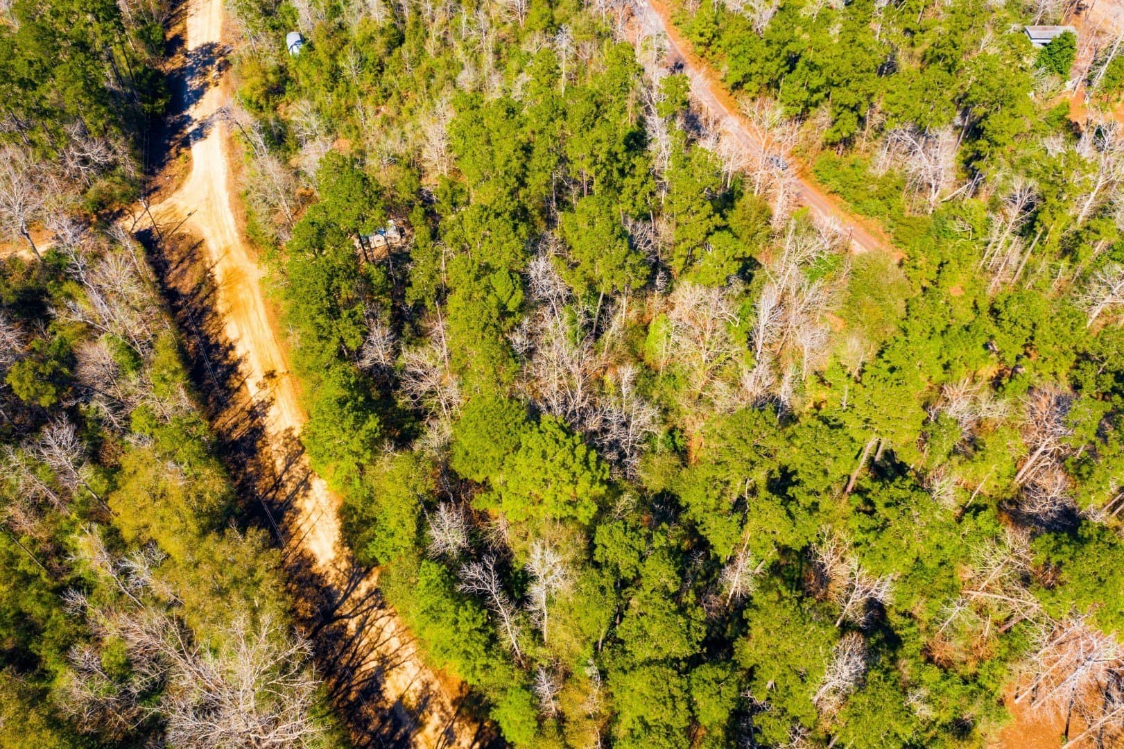 0.31 acres in Tyler County - photo 11