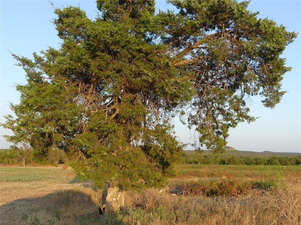 2.01 acres in Montague County featured view