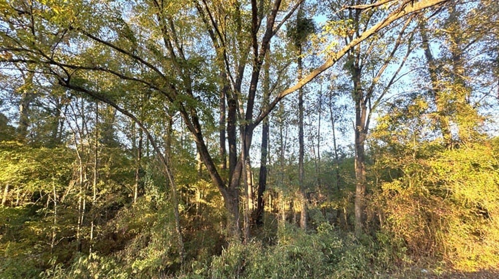 15 acres in Texas County - photo 4