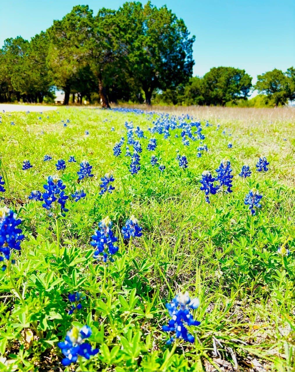 57.55 acres in Coryell County gallery image 4