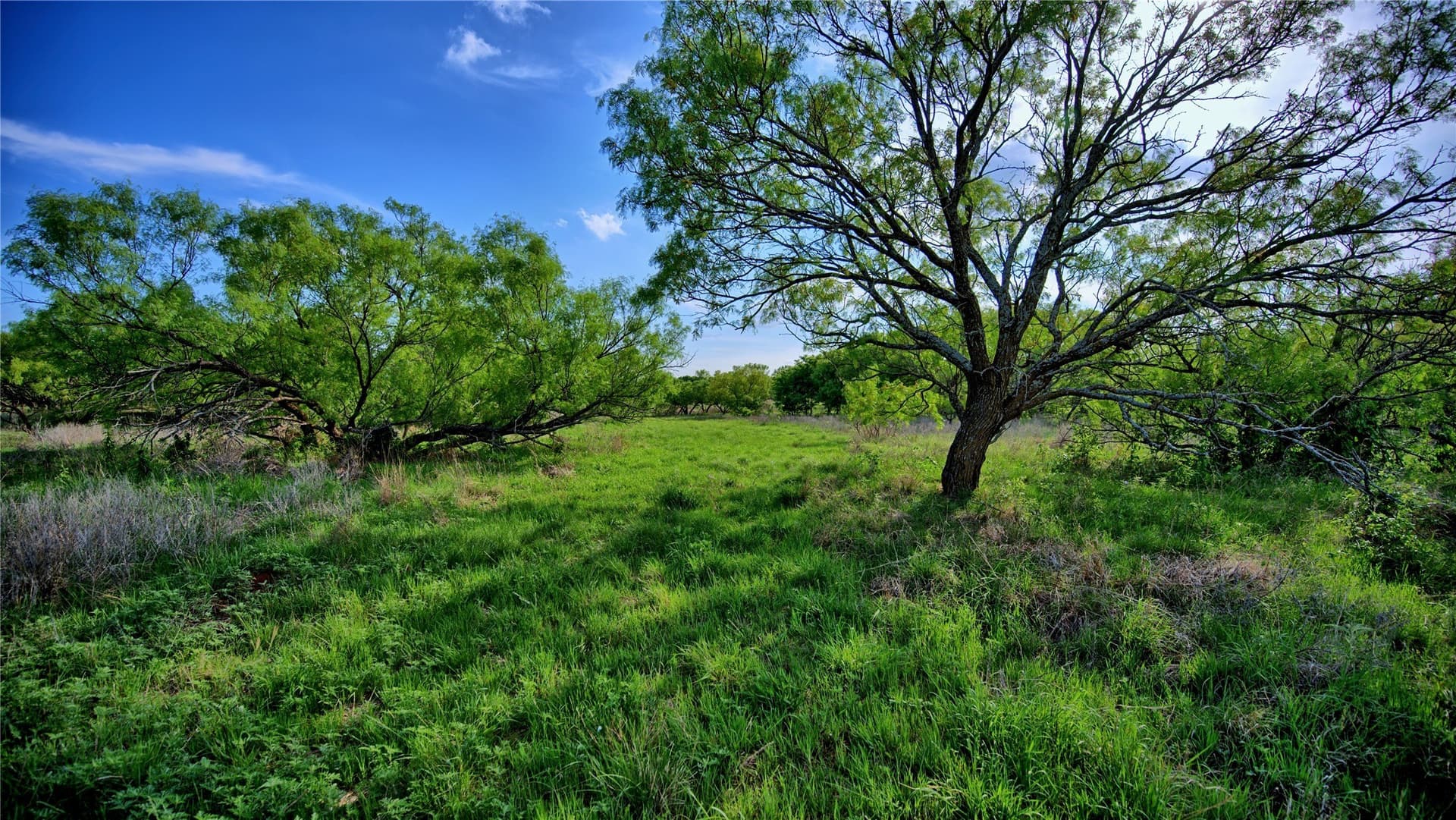 66.6 acres in Montague County - photo 27