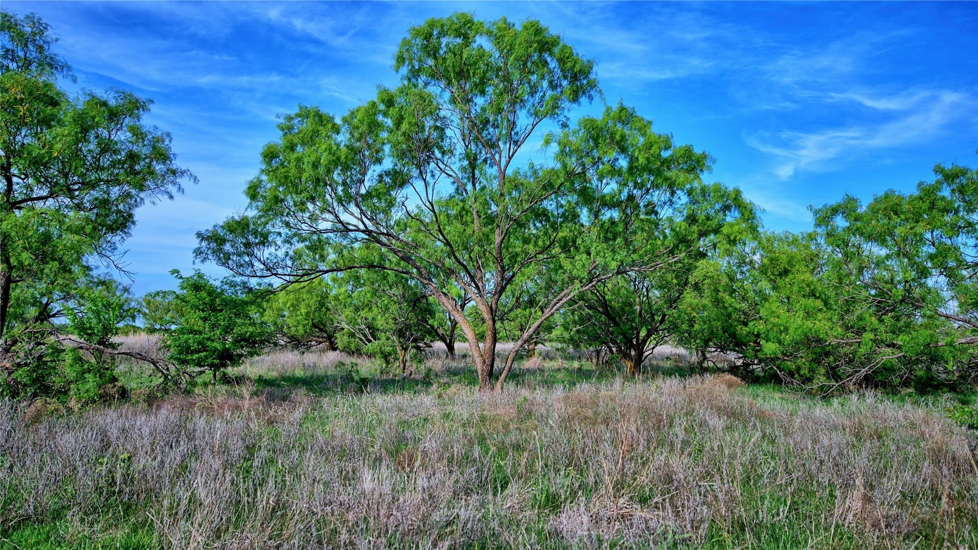 66.6 acres in Montague County - photo 31