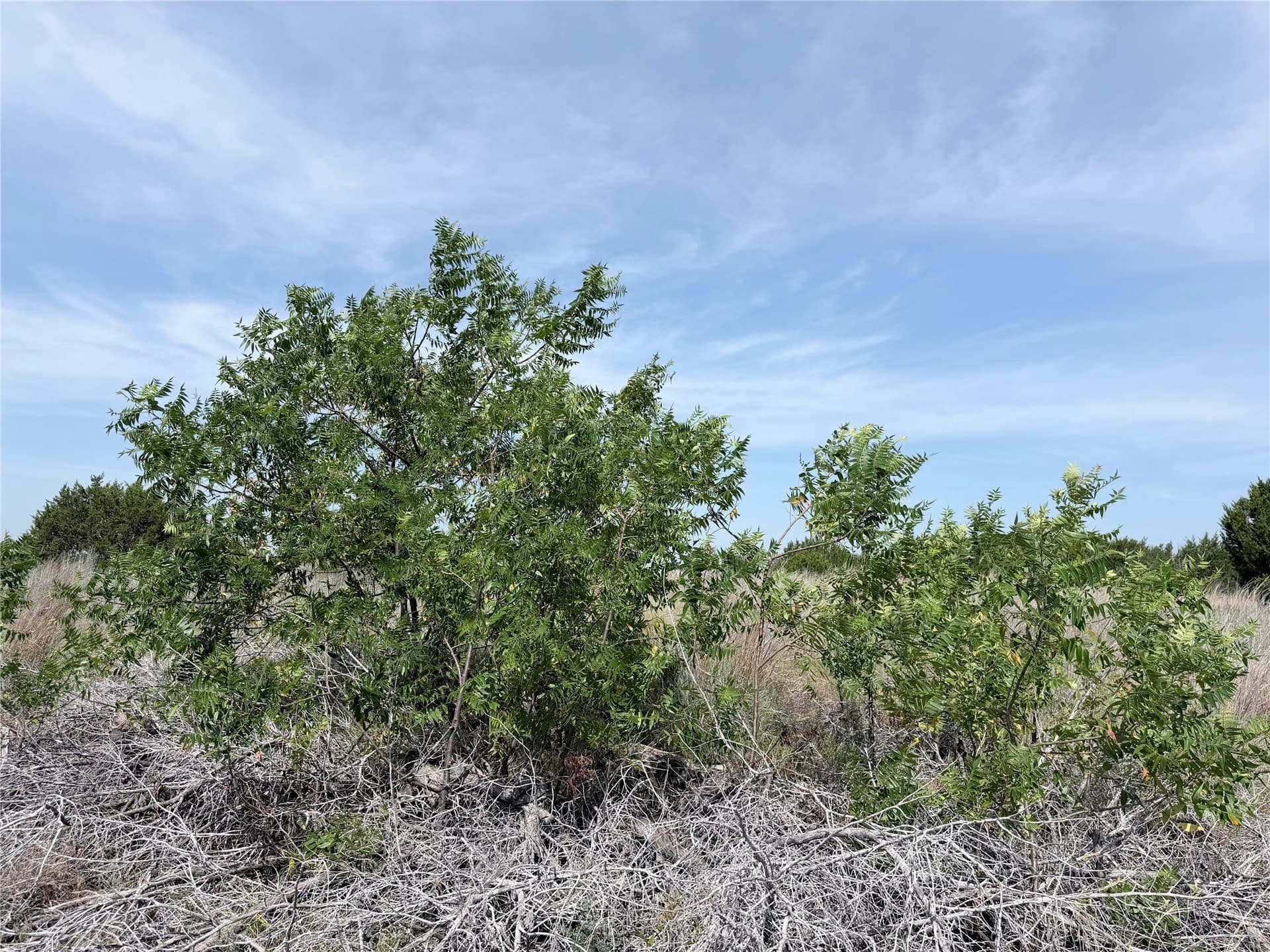 10.01 acres in Hamilton County - photo 7